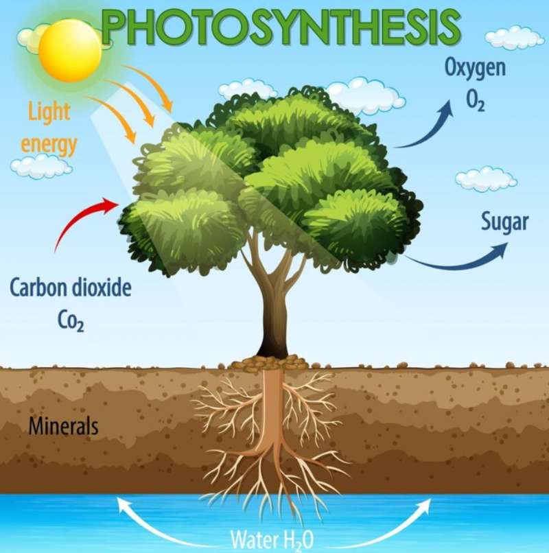 How do plants produce oxygen?